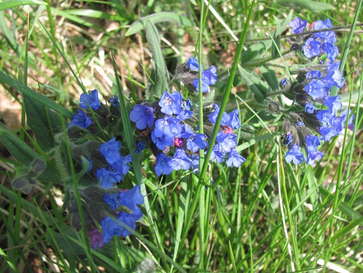 Pulmonaria australis